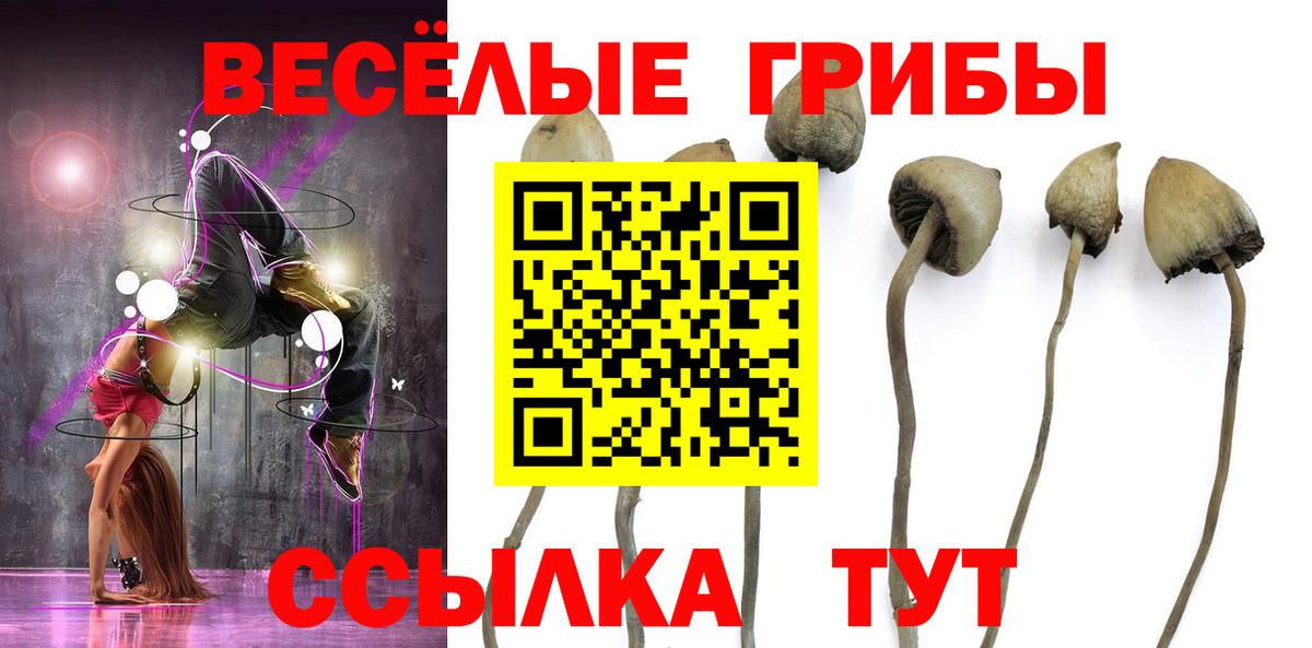 Псилоцибиновые грибы Cubensis Астрахань